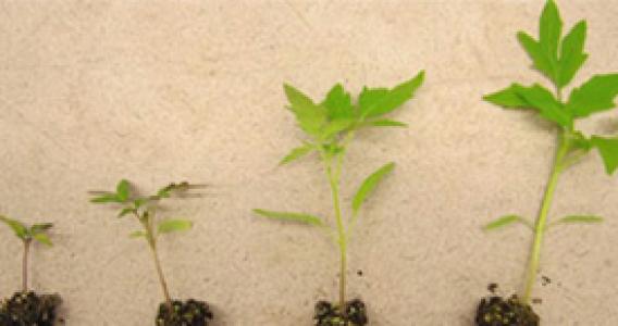 Suståne Research in Lawn & Garden